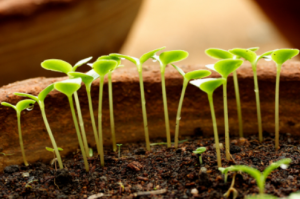 blog picture seedlings
